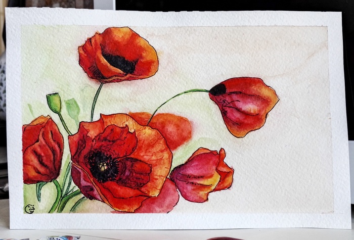 Poppies - Drawing, My, Flowers, Watercolor, Hobby