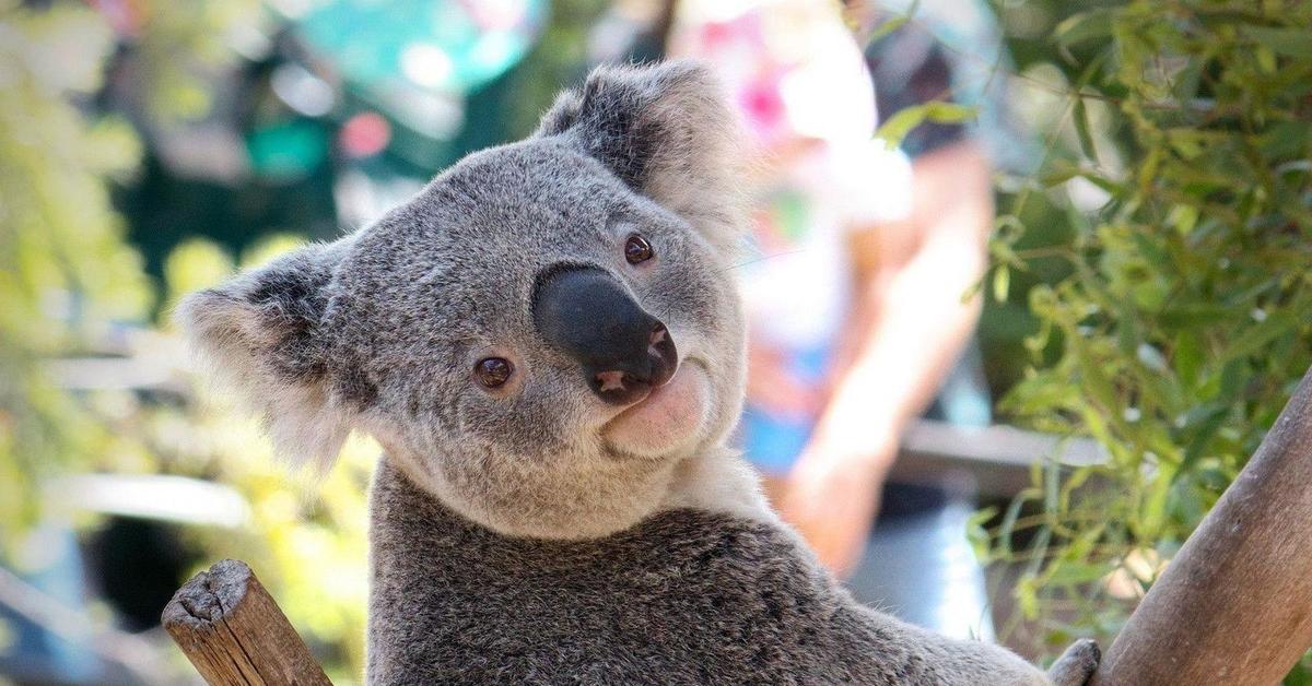 Едят ли коалы. Коала. Коала в Австралии. Милые коалы. 2 Коалы.