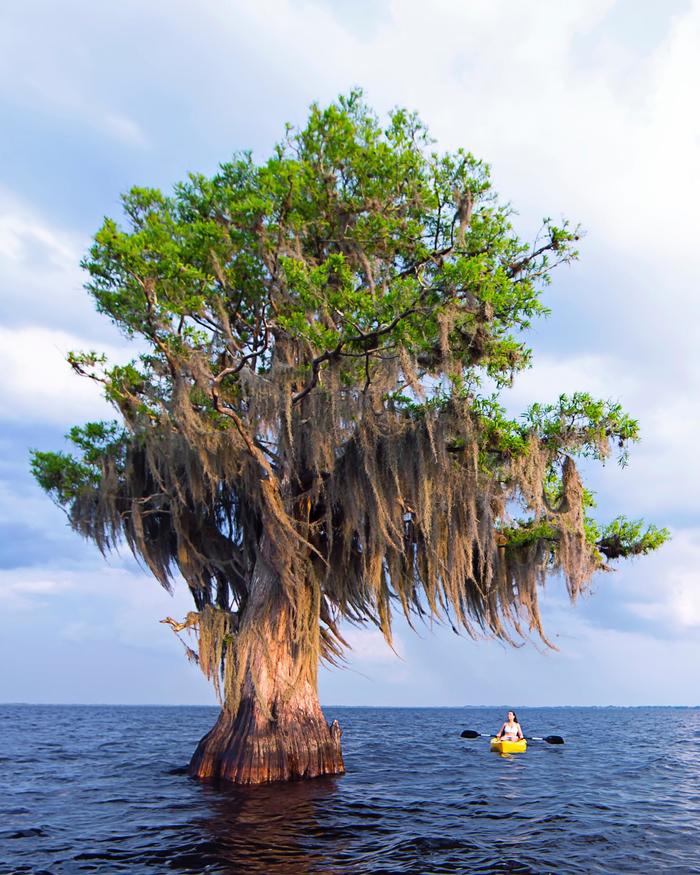 Beautiful cypress. - The photo, Cypress, Tree, Water, A boat, Kayak, Girls