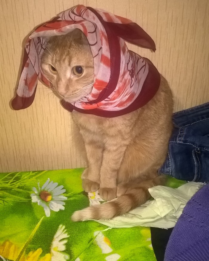 Кот в многодетной семье — полноценный четвёртый ребёнок)