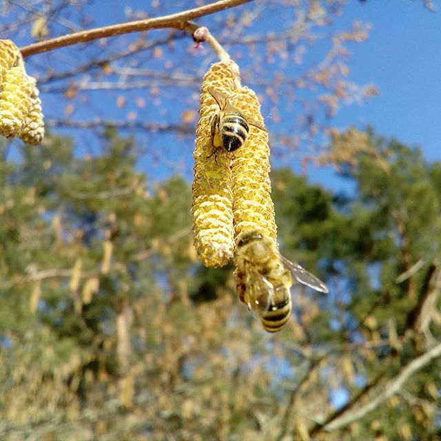 Bees on the pollen-bearing Hazel (hazel) - My, Bees, , Pollen, Apiary, Spring, , Hazel