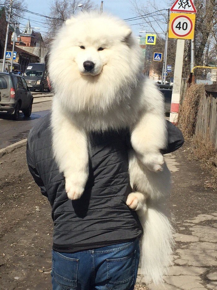 Samoyed - a dog for transportation - Samoyed, , Dog, Not mine