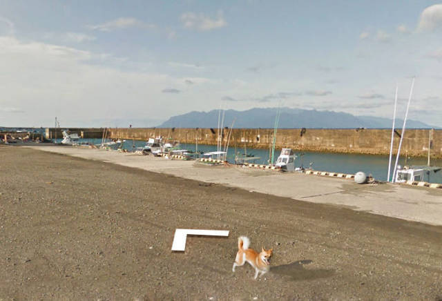 Dog and Google Street View - Longpost, Dog, Google street view
