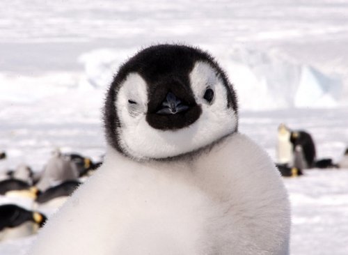 cold parenting - Penguins, The photo, Longpost