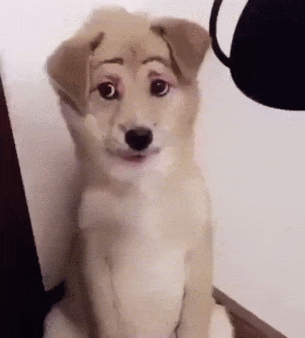 Мой хозяин идиот