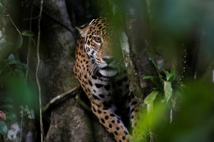 Jaguars, fleeing floods, moved to trees - Wild animals, Jaguar, The photo, Milota, Longpost, Animals, Cat family, Big cats