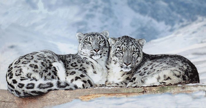 Snow leopards - cat, Wild animals, Snow Leopard, Longpost