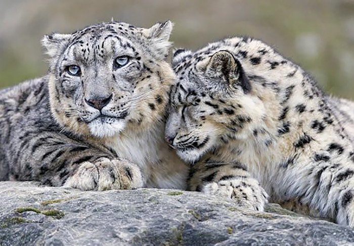 Snow leopards - cat, Wild animals, Snow Leopard, Longpost