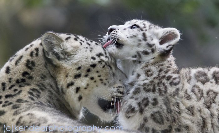 Snow leopards - cat, Wild animals, Snow Leopard, Longpost