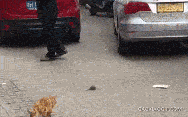 152385608911622580.gif