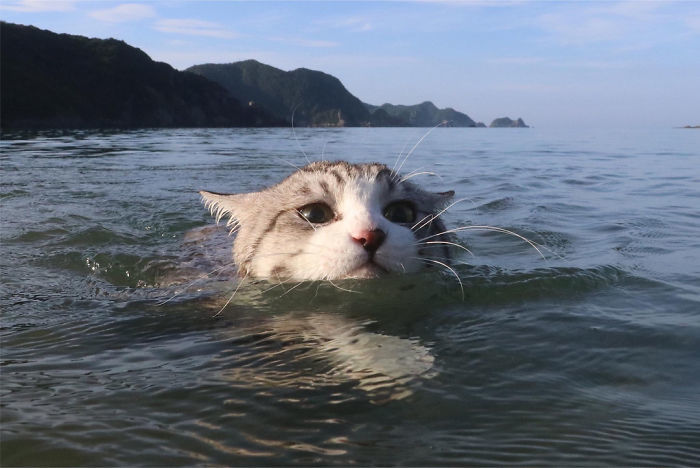 САМЫЙ ФОТОГЕНИЧНЫЙ КОТ В МИРЕ - Кот, Фотография, Море, Япония, Милота, Сакура, Будда, Длиннопост