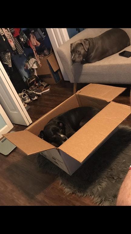 I thought boxes were a cat theme. - Reddit, The photo, Dog, Box