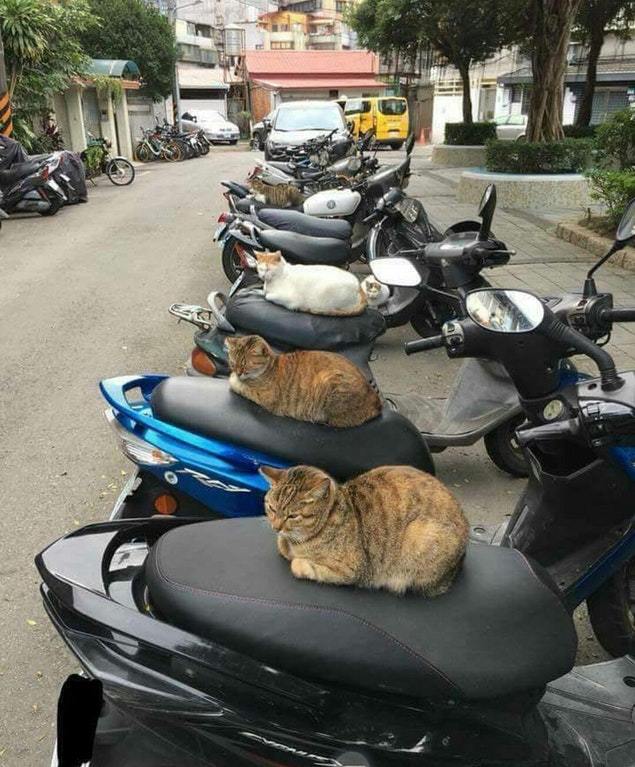 A biker gang that terrorizes the locals - cat, Catomafia, Animals, Milota, Reddit