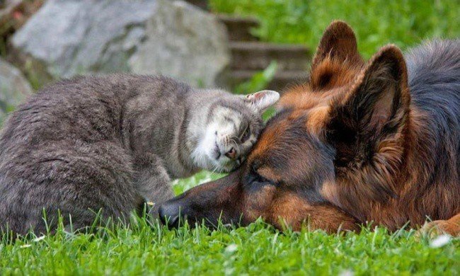 Adorable photos of friendship between dogs and cats - cat, The photo, Longpost