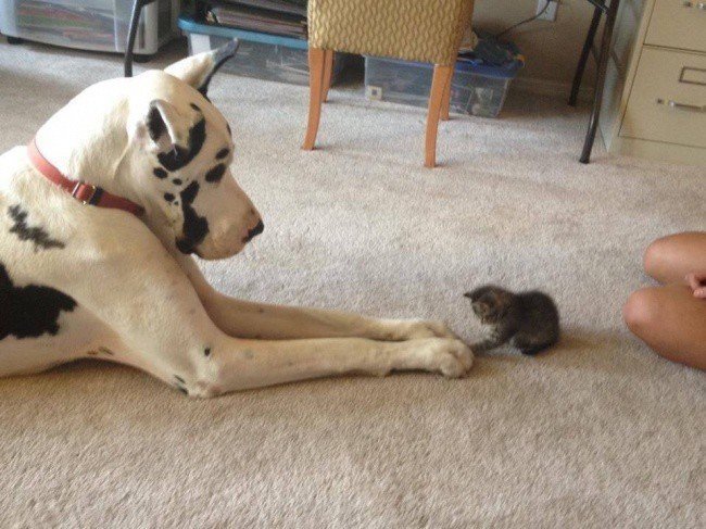 Adorable photos of friendship between dogs and cats - cat, The photo, Longpost