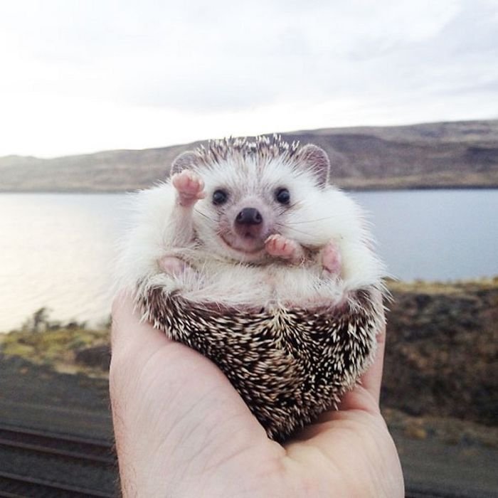 Charming and cute hedgehogs cheer up - Hedgehog, The photo, Longpost