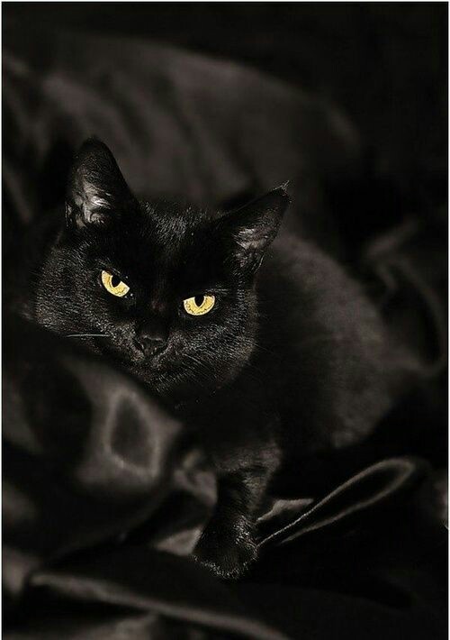 Blacker than the night - cat, handsome cat