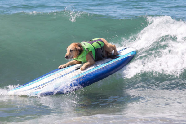 Surfer dog competition in California - , Surfing, Dog, Video, Longpost