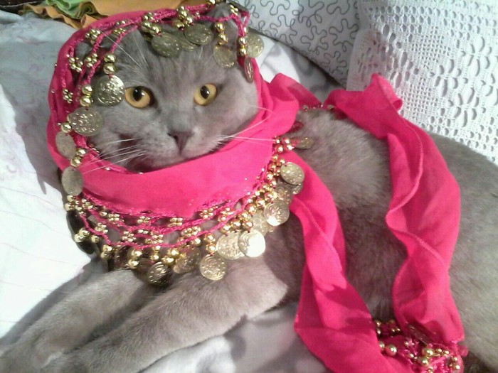 Arabic nooooo, oh wondrous east... - My, cat, British cat, Tikhon, Scheherazade, Arabian night