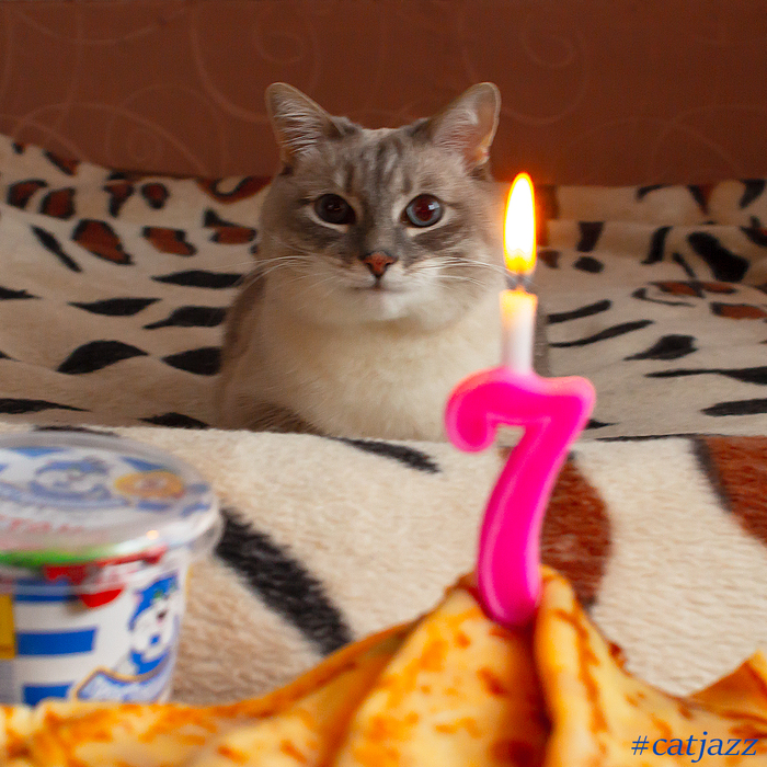 Jazz Cat - My, cat, Jazz Cat, Birthday, Pancakes, Congratulation