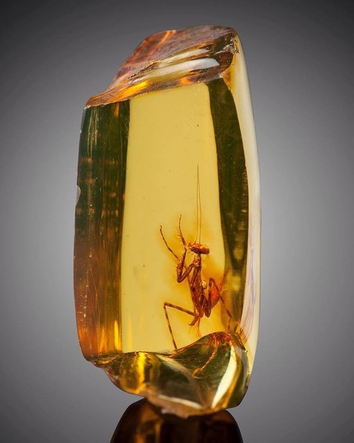 Oligocene mantis in Dominican amber - Paleontology, Mantis, Insects, Amber
