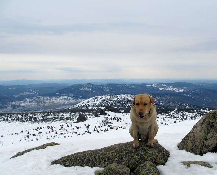 Labrador was rolling from the mountains. - My, Dog, Skiing, Slope, Let's ride, Video