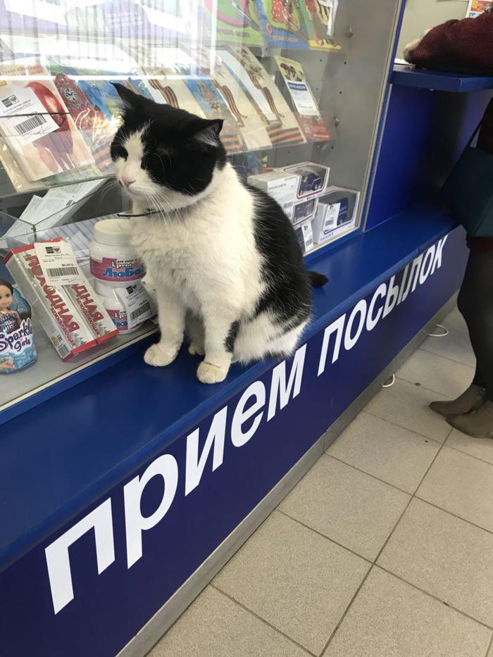 Postman Kotkin - My, Post office, Postman, cat