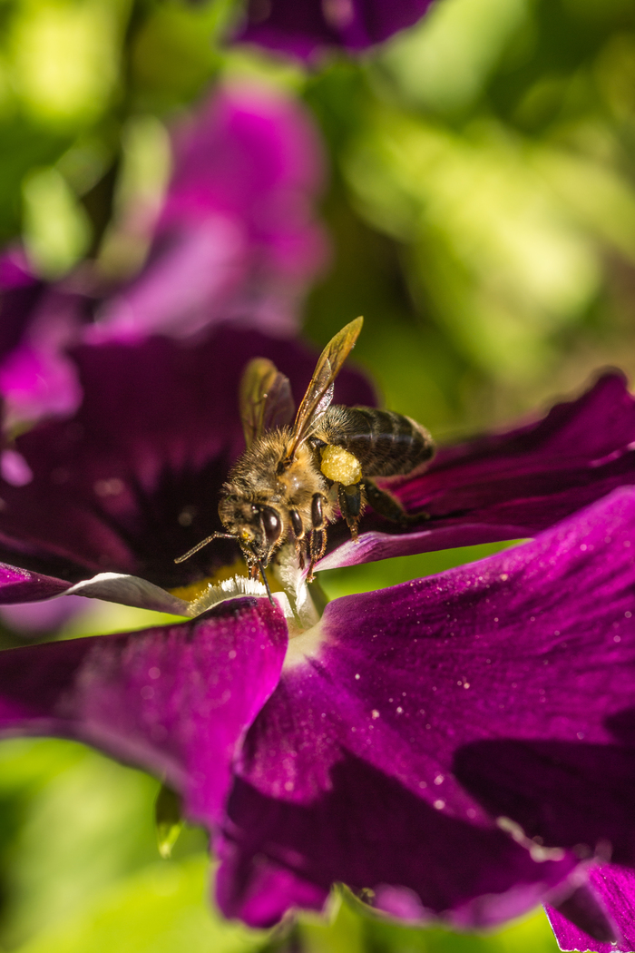 Sochi macro - My, The photo, Macro, Flowers, Insects, Beginning photographer, Photographer, , Longpost, Macro photography