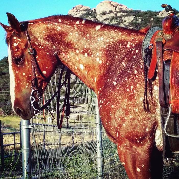 "лошадь, ты просто космос"