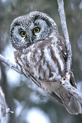 To be or not to be - to take or not to take? - Longpost, , Owl, Scops owl, Owl, Birds