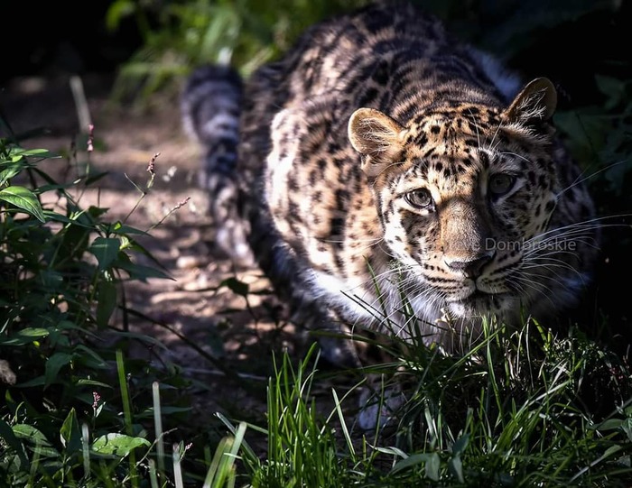 Rare cat look - Far Eastern leopard, Leopard, cat