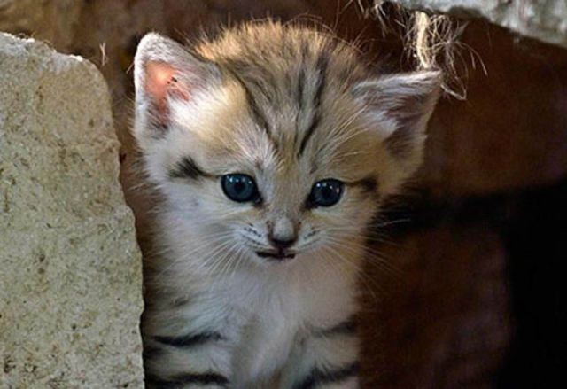 sand cat kitten - cat, The photo, Wild animals, Longpost