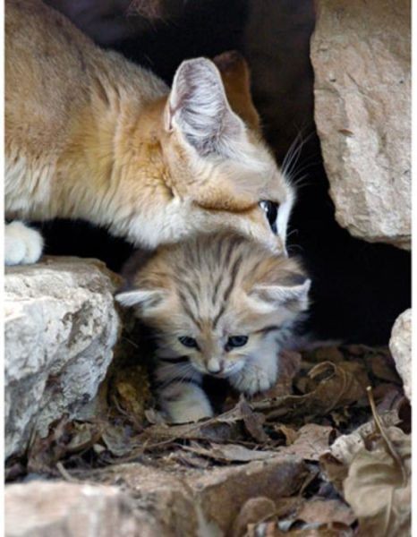 Котенок песчаной кошки - Кот, Фотография, Дикие животные, Длиннопост