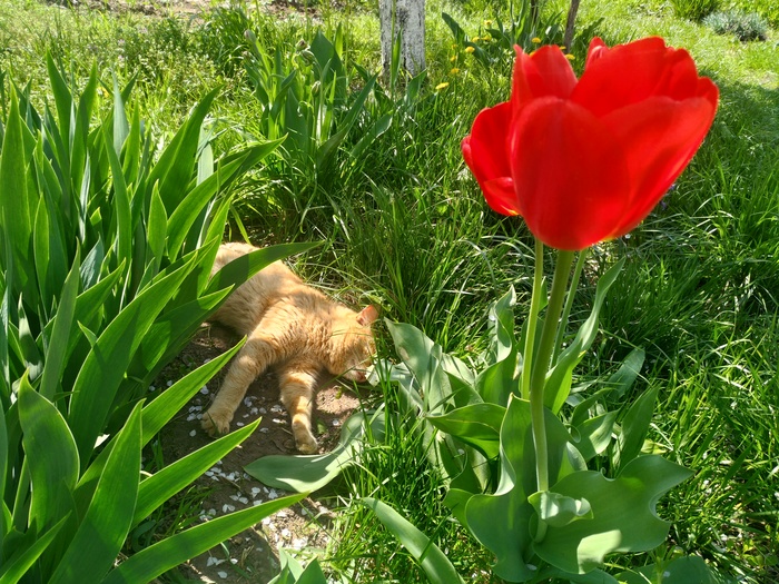 Дачное солнечное бытиё... - Солнечно, Спокойная жизнь, Отдых, Моё, Солнце, Жизнь, Кот