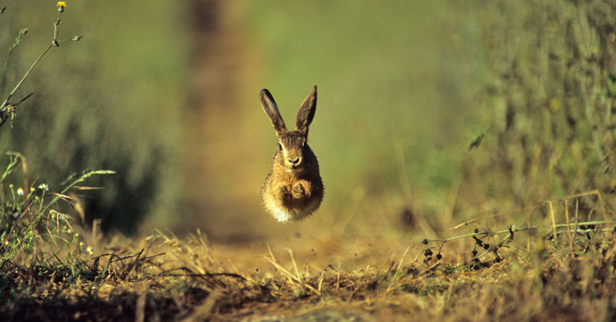 Зайчик убегает. Зайчик в лесу. Заяц в поле. Заяц в прыжке. Кролик в осеннем лесу.
