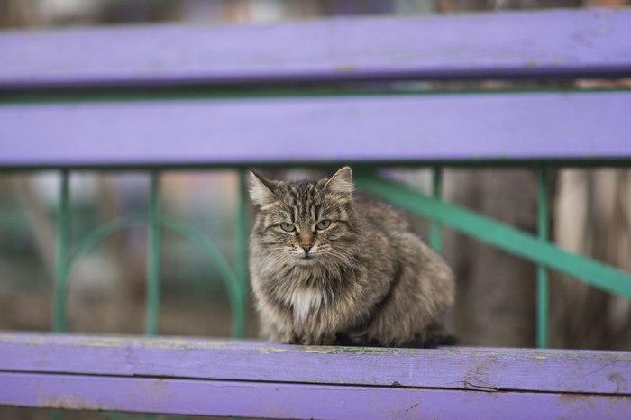 Kittens in the night feed - cat, Fluffy, Animals, The photo, Nyasha, Longpost