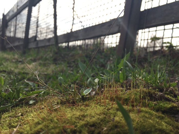 spring moss - My, Nature, Moss, The photo, Photo on sneaker, Evening, Village, Longpost