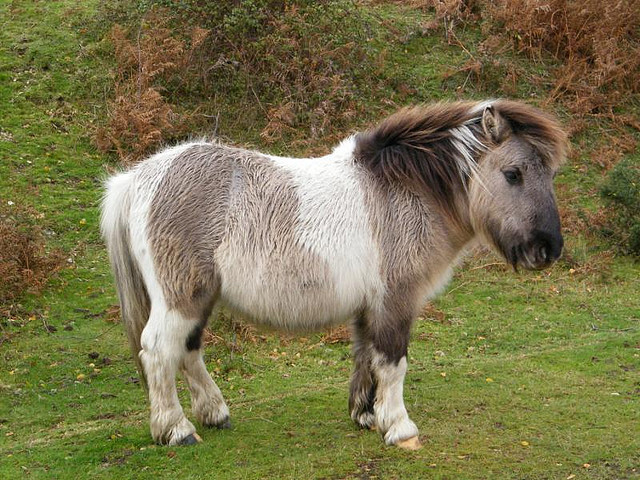 Utah family finds ancient horse in backyard - My, Paleontology, news, Horses, Find