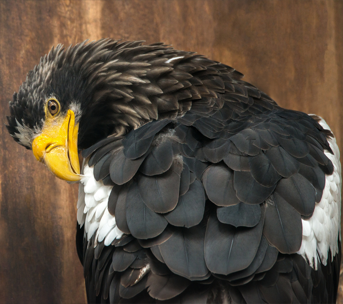 Feathered Pets of the Novosibirsk Zoo - My, Novosibirsk Zoo, Birds, Predator birds, Portrait, Animals, Longpost, Bald eagle