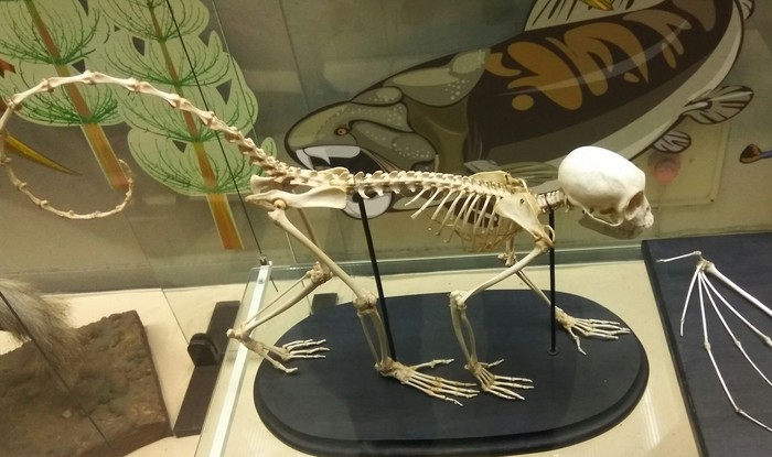 I am in the future - My, Museum, Moscow, Toque, Monkey, Skeleton