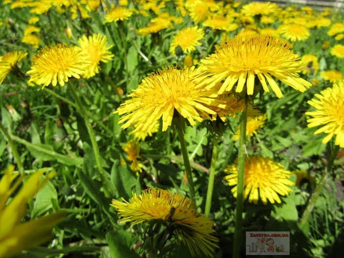 Dandelion jam (dandelion honey) - My, Recipe, Video recipe, Dandelion jam, , , Blanks, Video, Longpost