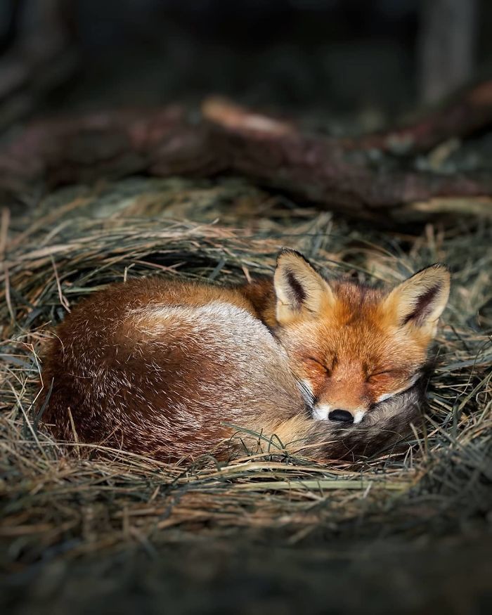 Foxes and foxes in all their glory! - Fox, The photo, Longpost, Animals, Fox cubs