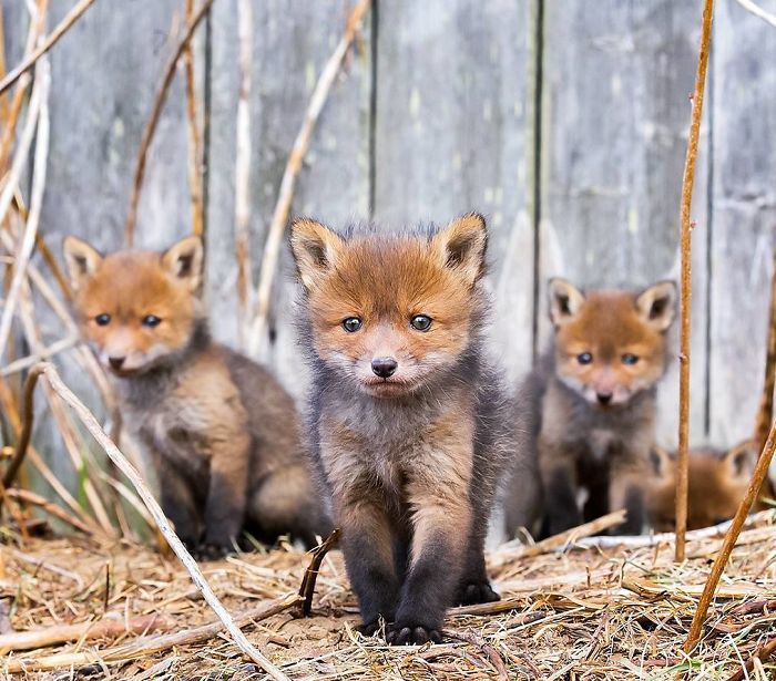 Foxes and foxes in all their glory! - Fox, The photo, Longpost, Animals, Fox cubs