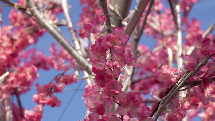 Helios M44-6 + Sony Alpha 6000 - My, The photo, , My, Helios44-2, Helios44-2