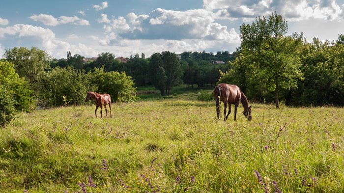 Landscape - My, Nature, Landscape, Photographer, Horses, Mini Horses