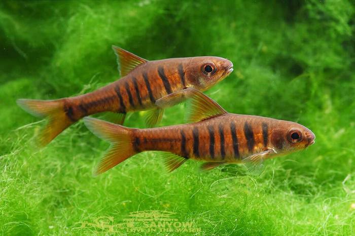 Дынный барбус Enteromius fasciolatus