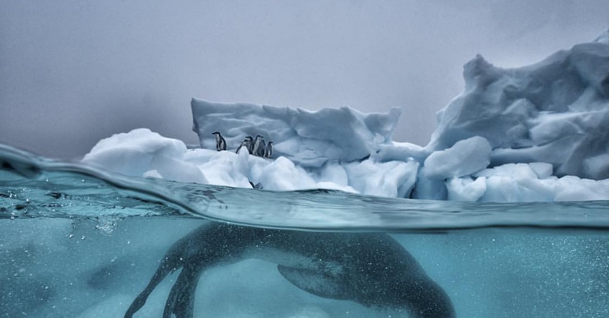 Северный ледовитый животный мир. Морской леопард в Антарктиде. Антарктида тюлень морской леопард. Море Уэдделла. Море Уэдделла ледник.