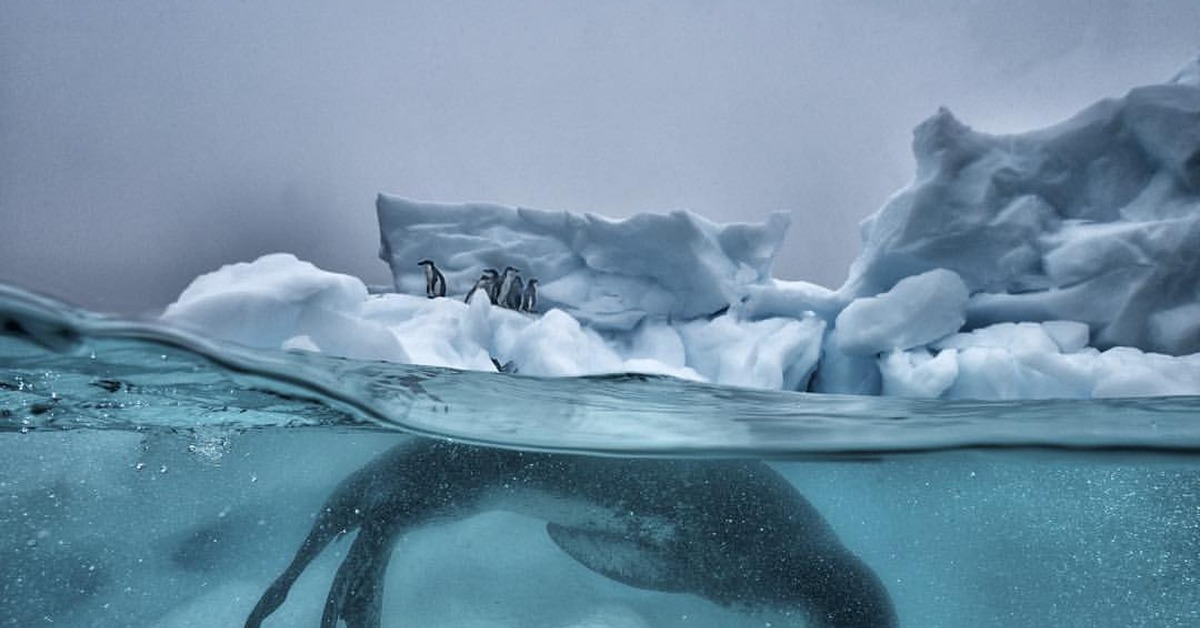 Лед и вода находятся. Морской леопард подо льдом. Морской леопард Северный Ледовитый океан. Северный Ледовитый океан подо льдом. Подводный мир Арктики.