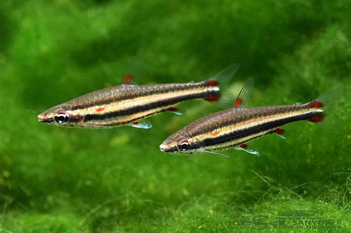 Nannostomus trifasciatus