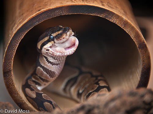 Terribly glad to see you - Snake, Reptiles, Longpost